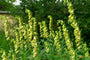 gele-vingerhoedskruid-Digitalis-grandiflora.jpg