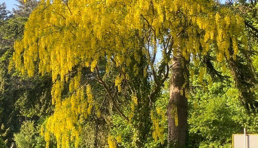 Goudenregen treur boom - heester