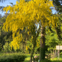 Goudenregen treur boom - heester
