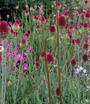 Allium sphaerocephalon in groepjes bloei