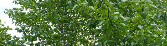 Japanse grootbloemige Kornoelje - Cornus macrophylla