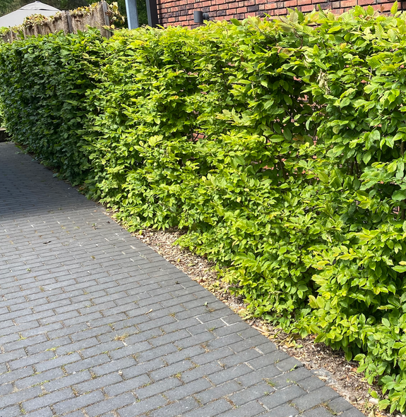 haagbeuk groene haag