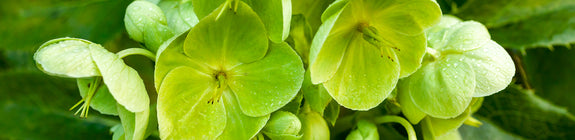 helleborus argutifolius wit-groene bloemen - online tuinplanten kopen
