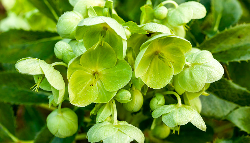 helleborus argutifolius wit-groene bloemen - online tuinplanten kopen