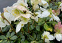 Kerstroos - Helleborus niger in bloei