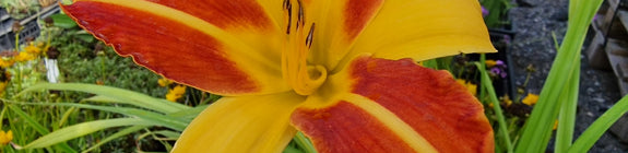 hemerocallis Frans Hals daglelie bloei.jpg