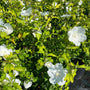 hibiscus struik / haag witte bloemen