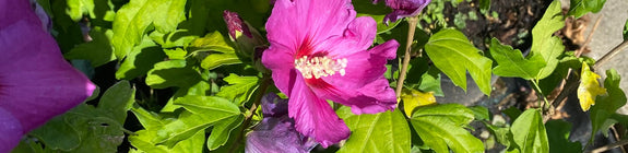 hibiscusstruik roze bloemen Hibiscus syriacus 'Woodbridge'