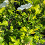 hibiscus white chiffon - witte hibiscusstruik
