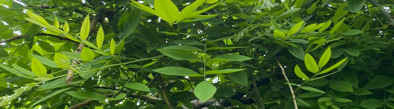 Honingboom op hoogstam - Sophora japonica
