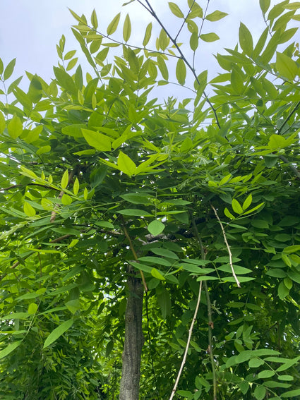 Honingboom op hoogstam - Sophora japonica