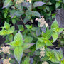 hortensia-struik-Hydrangea-macrophylla.jpg