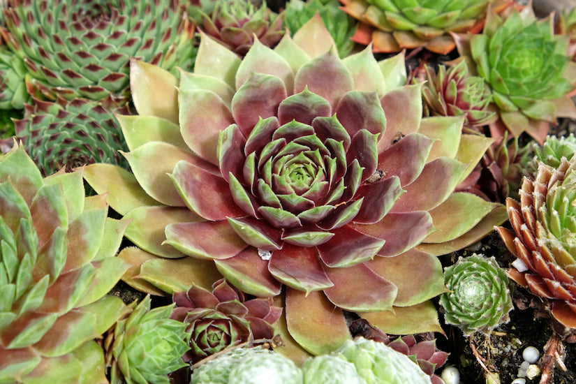 huislook-Sempervivum-tectorum.jpg