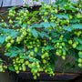 humulus-lupupus-hop-plant.jpg