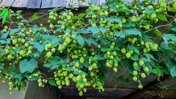 humulus-lupupus-hop-plant.jpg