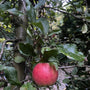 jonagold-appelboom.jpg