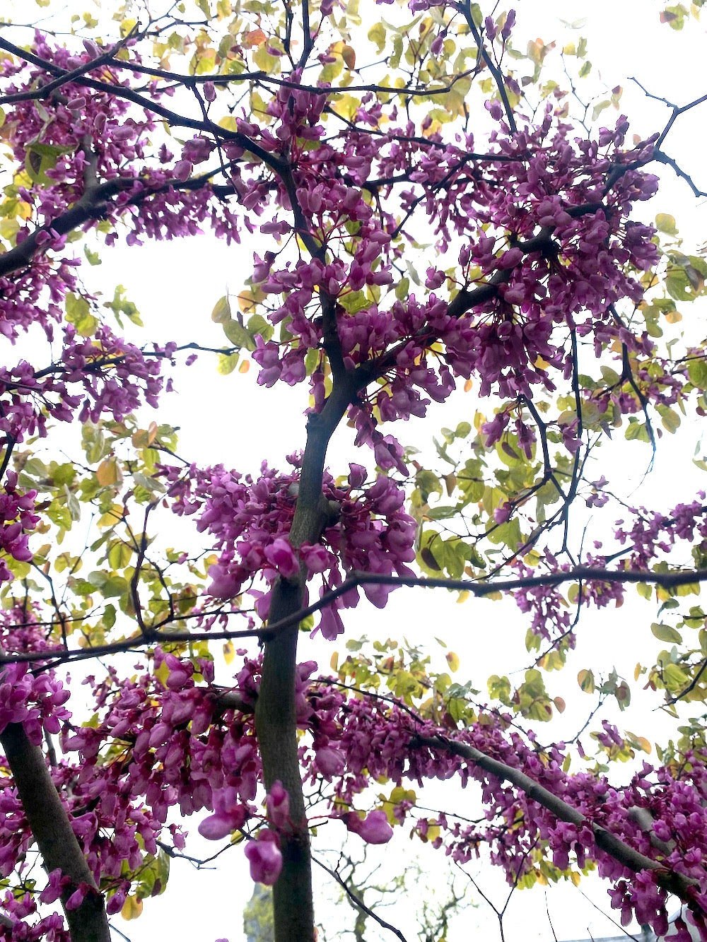 Cercis Siliquastrum Judasboom Kopen Compacte Bomen Tuin Cercis Siliquastrum Judasboom Kopen Compacte Bomen Tuin