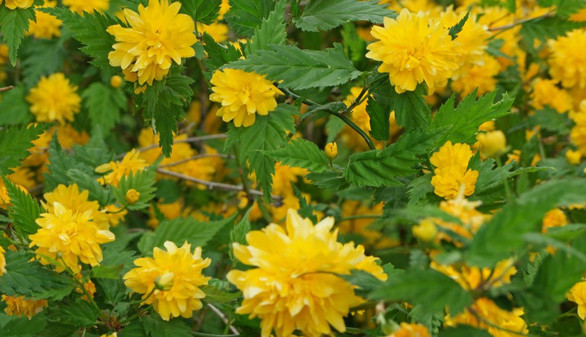 Ranonkelstruik - Kerria japonica 'Pleniflora'