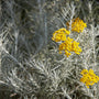 kerrieplant - Helichrysum italicum