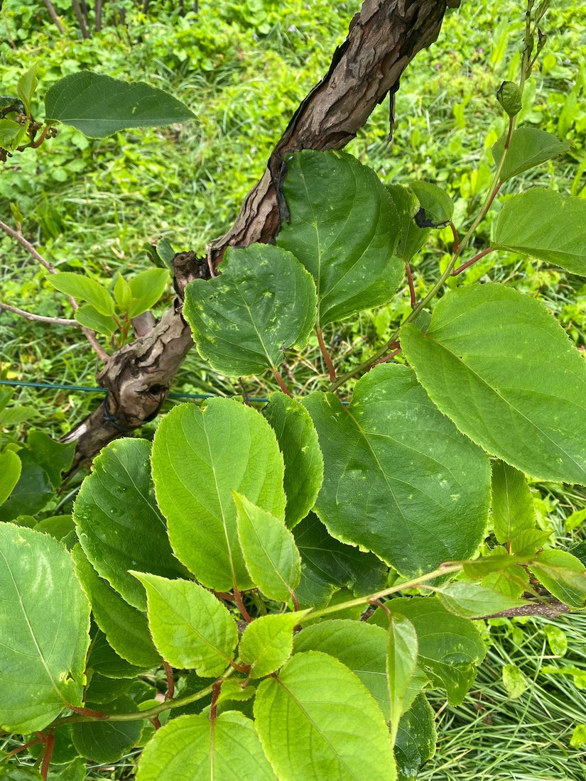 kiwi-struik-blad