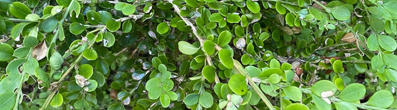 Kleinbladig Palmboompje - Buxus microphylla 'Faulkner'