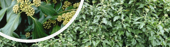 klimop - Hedera colchica 'Arborescens'