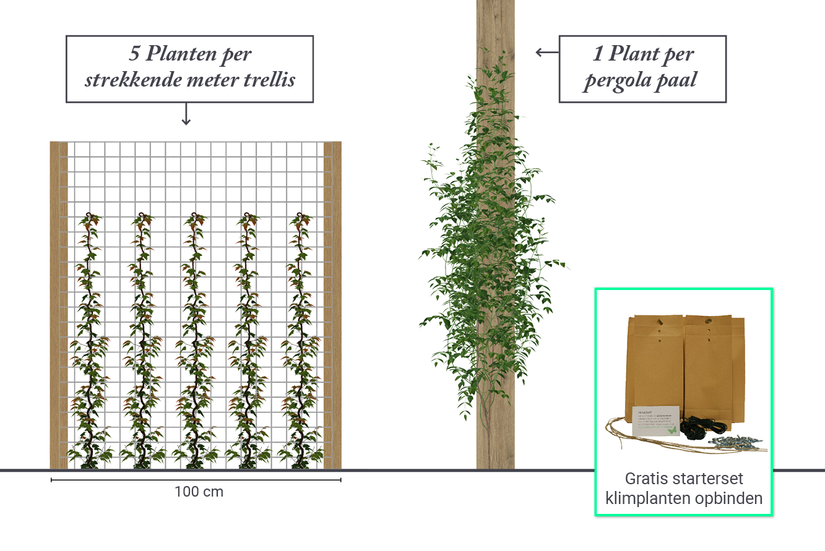 Kies voor 5 clematis planten per strekkende meter of 1 per pergola paal