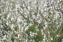 Lavandula intermedia 'Edelweiss' in bloei