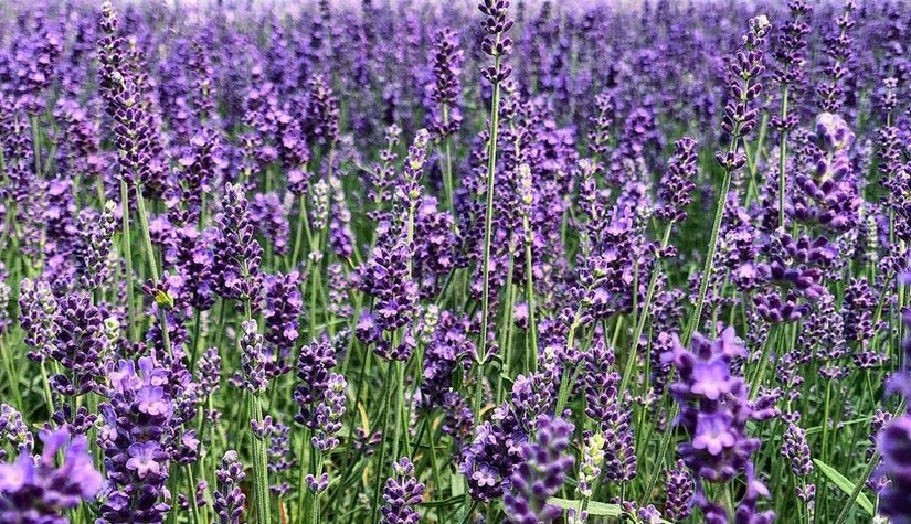 Gewone lavendel - Lavandula angustifolia 'Hidcote' 