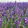 Gewone lavendel - Lavandula angustifolia 'Hidcote' 
