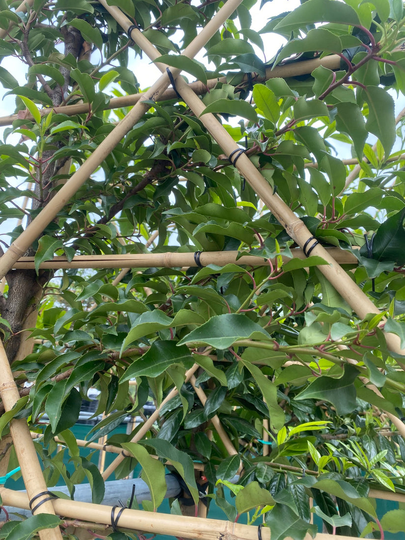 Lei laurier - Prunus Novita leiboom - bladeren