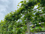 leivorm plataan boom bladeren zomer 