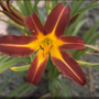 1 x Daglelie - Hemerocallis 'Autumn Red' 
