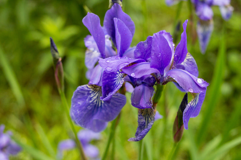lis-iris-Ruffled-velvet.jpg