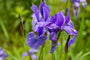 lis-iris-Ruffled-velvet.jpg