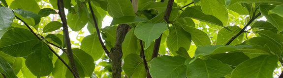 magnolia-kobus-bladeren.jpg