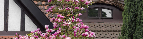 magnolia liliflora Nigra solitaire boom