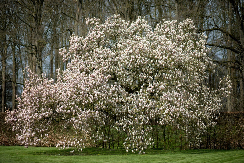 Magnolia x soulangeana meerstammig