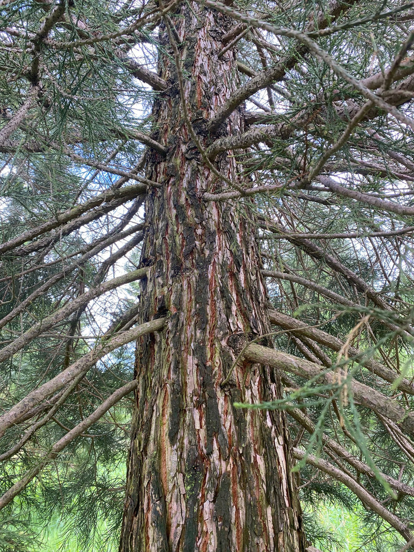 mammoetboom Sequoia giganteum redwood bast