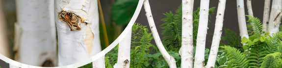 Witte Himalayaberk Betula utilis jacquemontii (meerstammig)