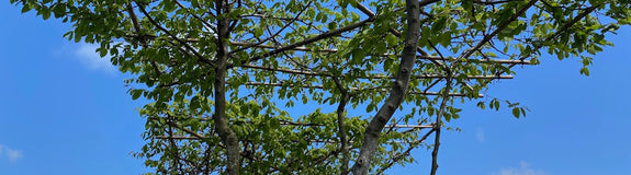 meerstammige dakboom dakbeuk 180x180 cm frame (foto half april)