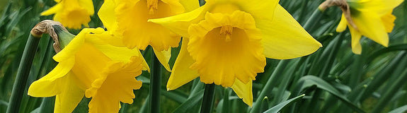 Wilde narcis - Narcissus pseudonarcissus