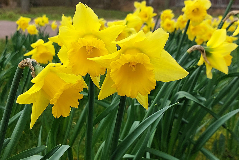 Wilde narcis - Narcissus pseudonarcissus