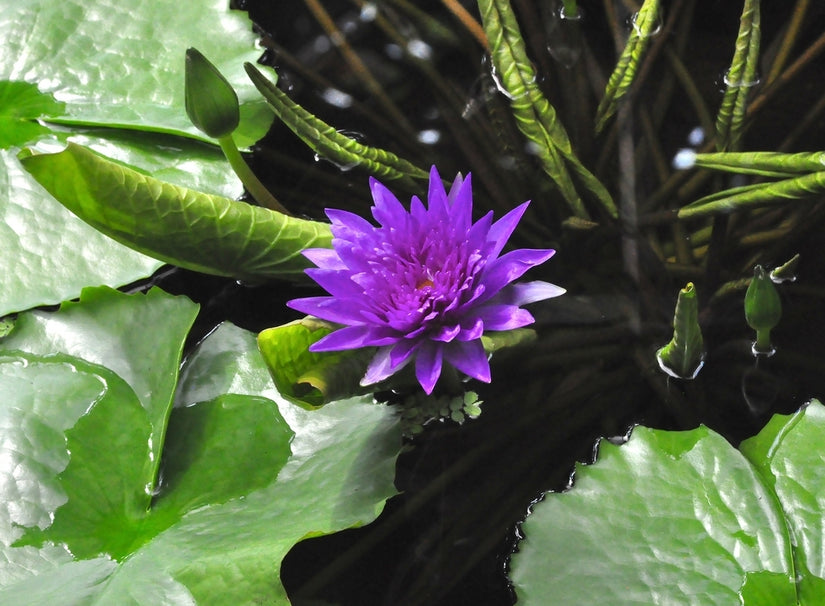 Nymphaea King of Siam
