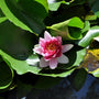 Waterlelie Nymphaea 'Rose Arey'