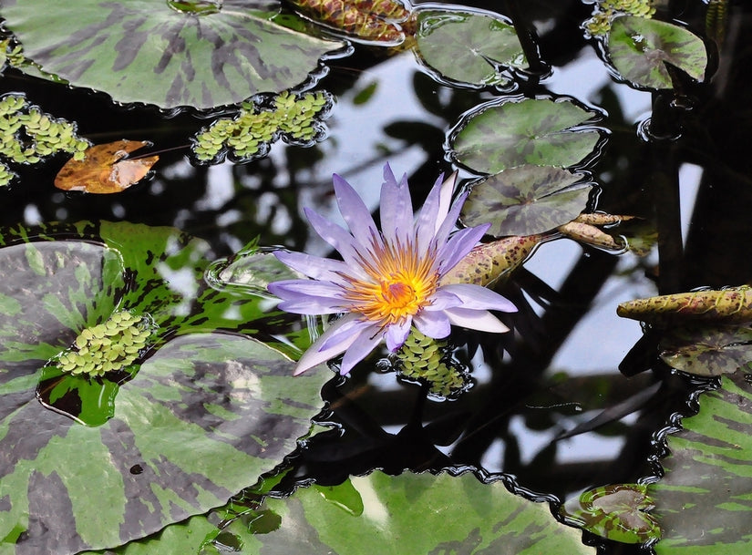 Nymphaea Tanglewood Blue