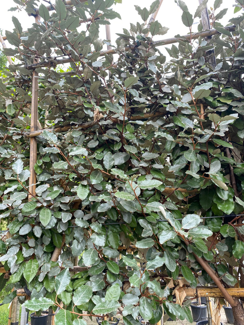 olijfwilg leivorm in de winter groen grijs blad