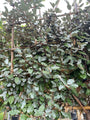 olijfwilg leivorm in de winter groen grijs blad