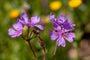 ooievaarsbek-Geranium-tuberosum.jpg