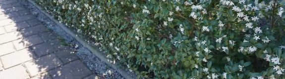 osmanthus_burkwoodii-als-wintergroene-geurende-haag.webp